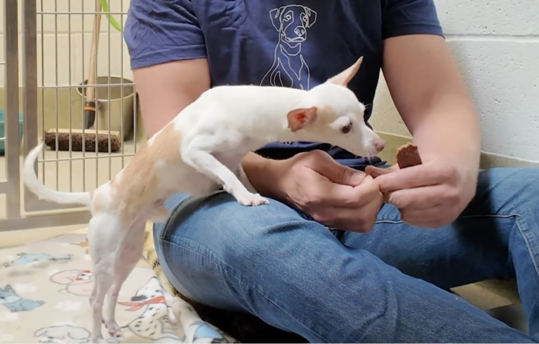 sitting with dogs 47: Watch the Moment Tiny Shelter Dog Eats his First Meal 🥹